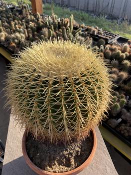 Ferocactus grusonii
